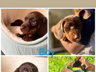 Miniature Dachshund dogs Miniature dachshunds - Advert 11