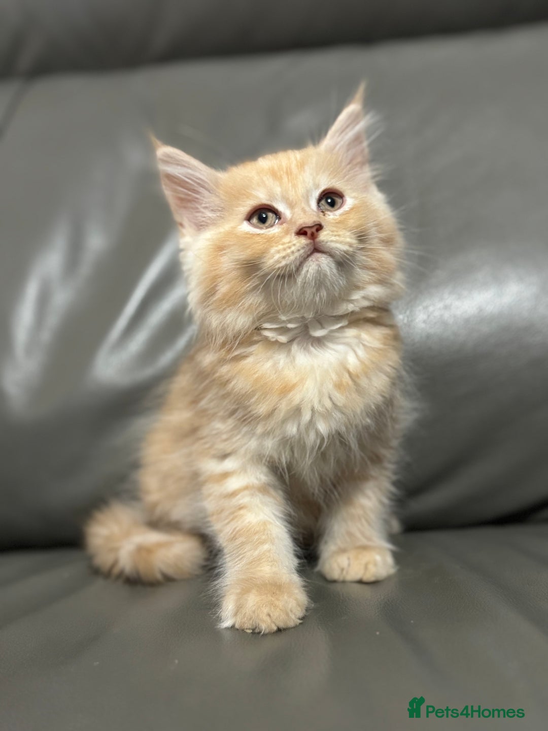 Maine Coon cats for sale: Super fluffy gorgeous Maine coon /Ragdoll kittens  - Image 1