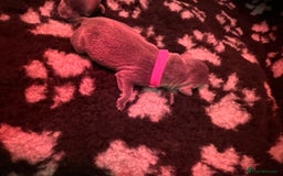 Staffordshire Bull Terrier dogs for sale: 6 Exclusive Champion blood Multi international - Image 10