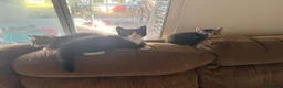 Mixed Breed cats for sale: 4Adorable Little Kittens Looking for Loving Homes  in Grays - Advert 2