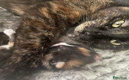 British Shorthair cats for sale: three lovely ladies for sale - Image 7