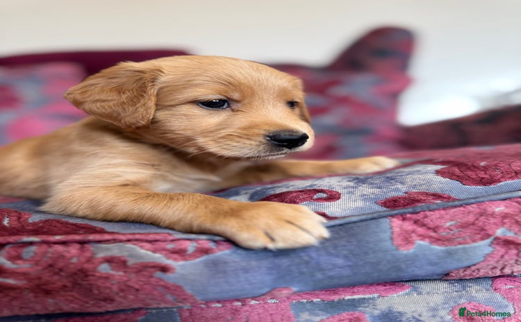 Golden Retriever dogs - Advert 2