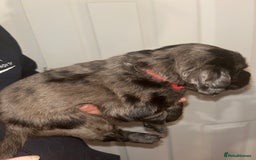 Cockapoo dogs for sale: 💫✨🐶🐾Gorgeous F1B Cockapoos🐾🐶✨💫 - Image 12