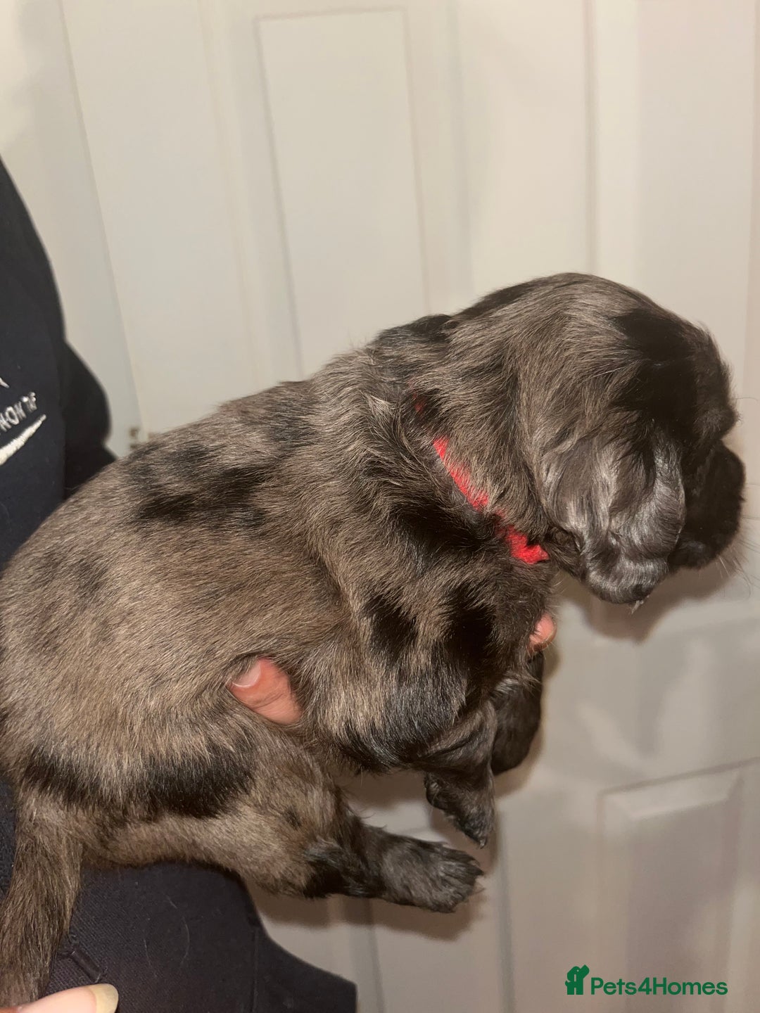 Cockapoo dogs for sale: 💫✨🐶🐾Gorgeous F1B Cockapoos🐾🐶✨💫 - Image 12