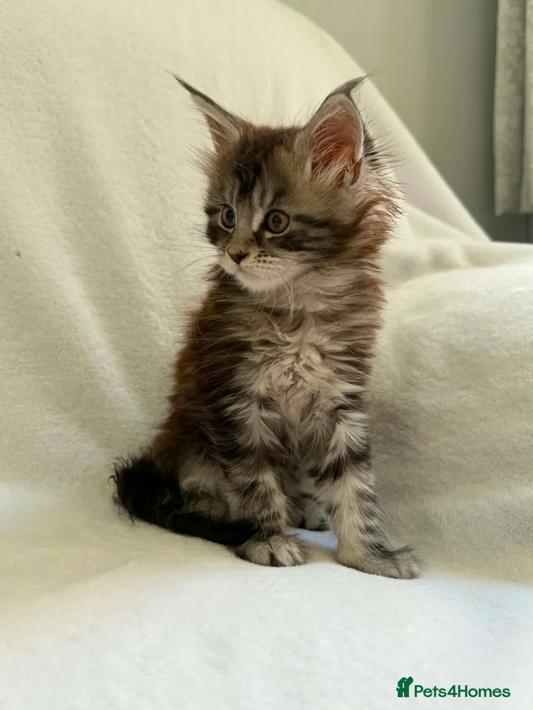 Maine Coon cats for sale: TICA Registered XXL Maine Coon– Black Silver Tabby - Advert 2