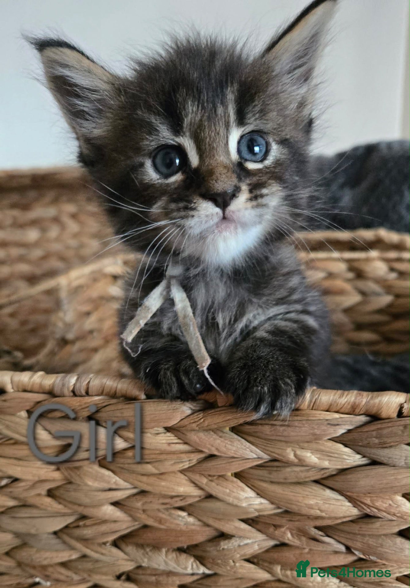 Maine Coon cats 6 TICA registered Maine Coon kittens. - Advert 1