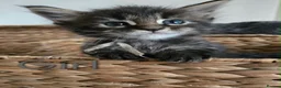Maine Coon cats for sale: 6 TICA registered Maine Coon kittens. - Advert 22