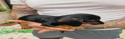 Miniature Dachshund dogs for sale: MiniDachshund in Saint Helens - Advert 4