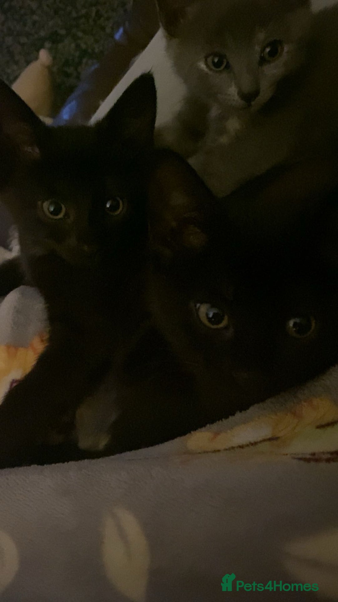 Domestic Shorthair cats for sale: 3 4 month old kittens available for pickup ASAP - Image 7
