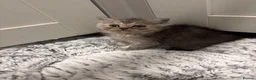 Mixed Breed cats for sale: Fluffy kittens - Advert 33