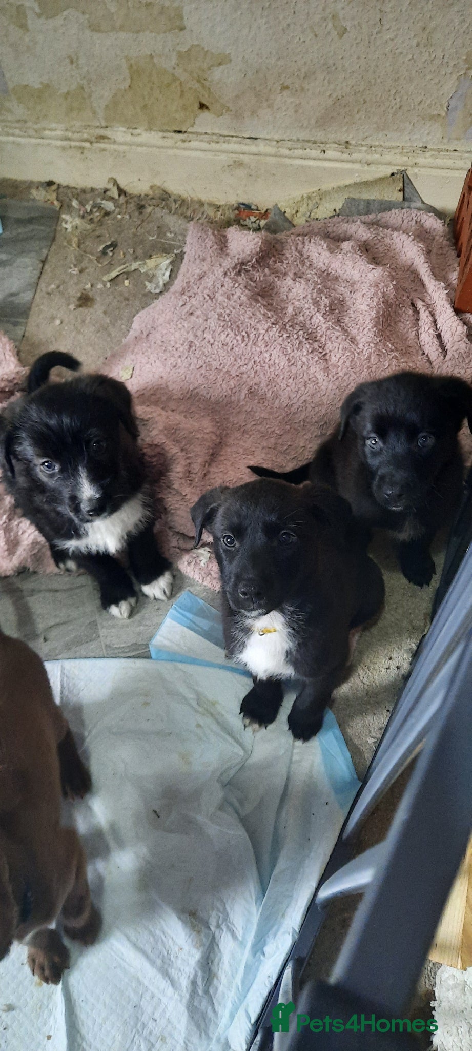Mixed Breed dogs Mixed breed puppies - Advert 2