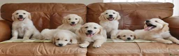 Golden Retriever dogs for sale: Quality Health Tested KC Golden Retrievers - Advert 7
