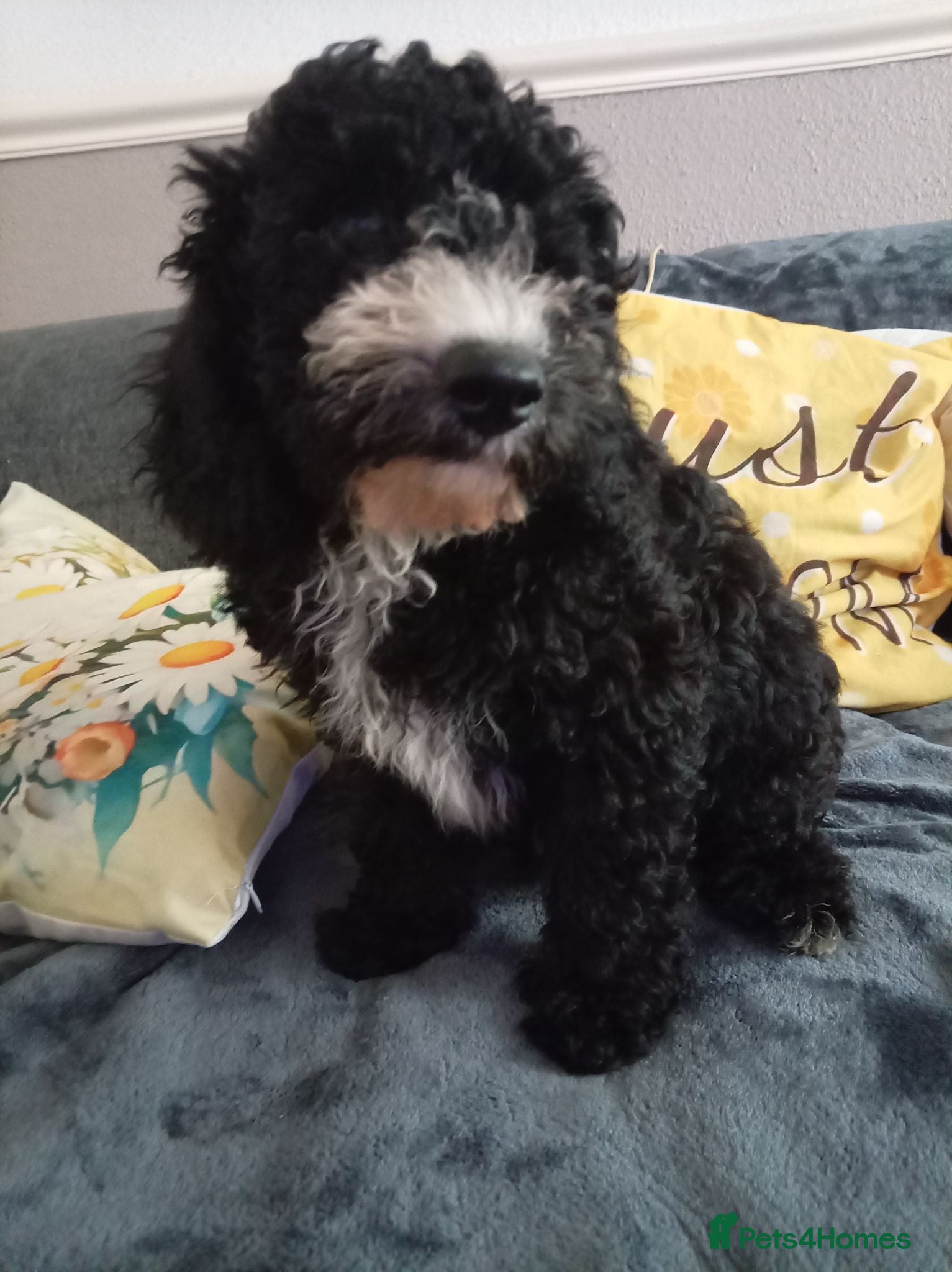 Miniature Poodle dogs Lovely mini poodles ready to go now only 3 boy  - Advert 2