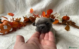 French Bulldog dogs for sale: Frenchie pups KC Registered  - Image 13