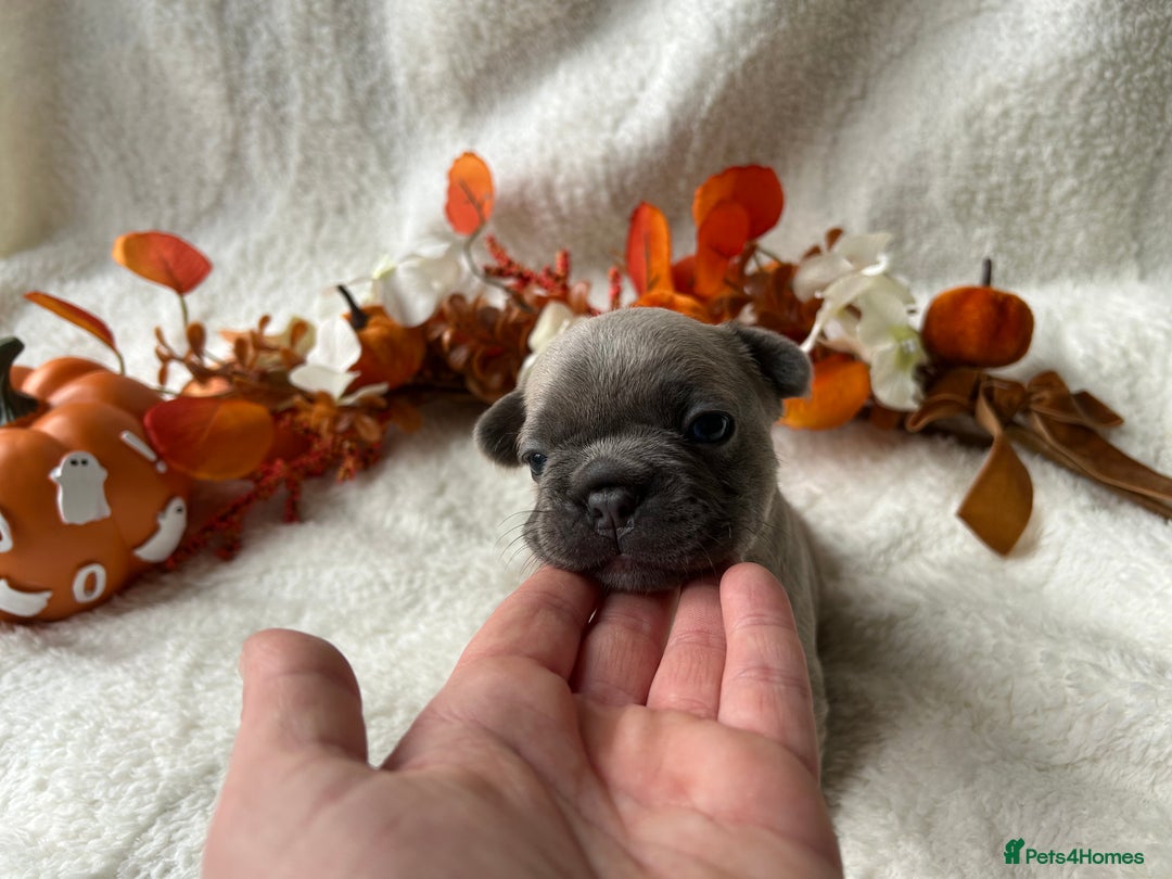 French Bulldog dogs for sale: Frenchie pups KC Registered  - Image 13