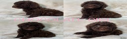 Cavapoochon dogs for sale: BEAUTIFUL CAVAPOOCHON PUPPYS HEALTH TESTED - Advert 15