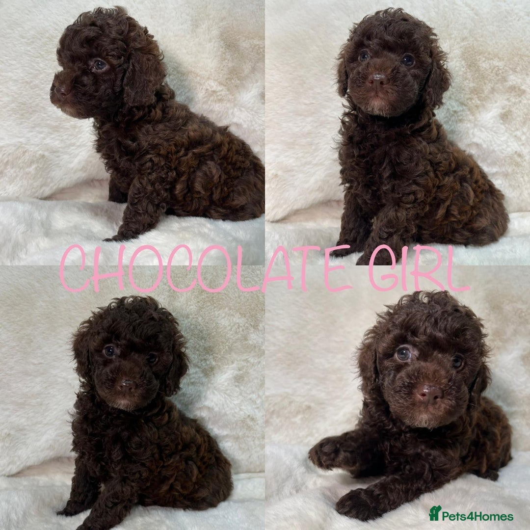 Cavapoochon dogs for sale: BEAUTIFUL CAVAPOOCHON PUPPYS HEALTH TESTED - Advert 15