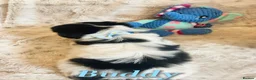Biewer Terrier dogs for sale: Pure Biewer pups  in High Peak - Advert 5