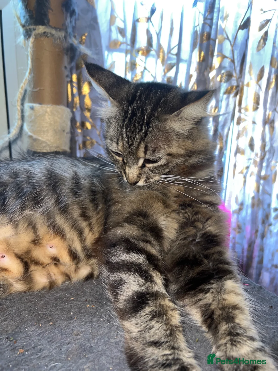 Siberian cats for sale: Loyal Siberian looking for their new family - Advert 4