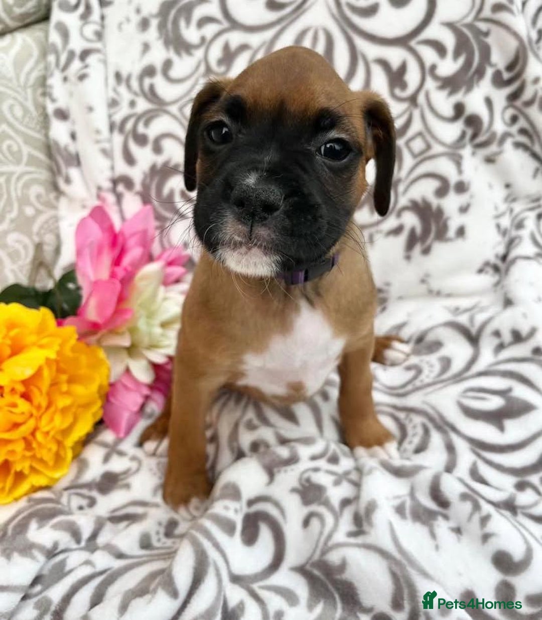 Boxer dogs for sale: STUNNING BOXER PUPPIES - Advert 6