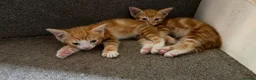 Mixed Breed cats for sale: 6 beautiful kittens  - Advert 4