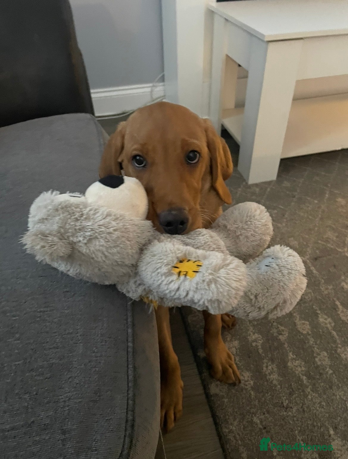 Labrador Retriever dogs Red fox Labrador  in Attleborough - Advert 4