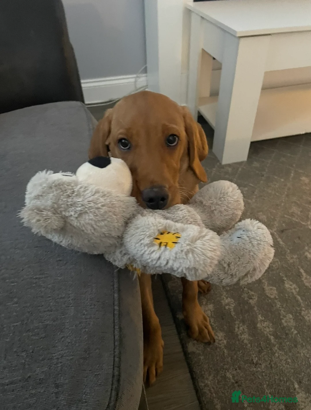 Labrador Retriever dogs for sale: Red fox Labrador  in Attleborough - Advert 1