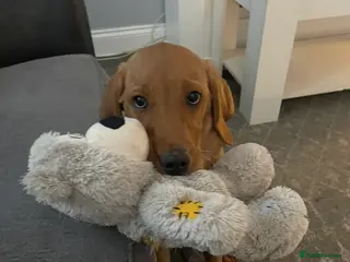 Labrador Retriever dogs Red fox Labrador in Attleborough - Advert 4