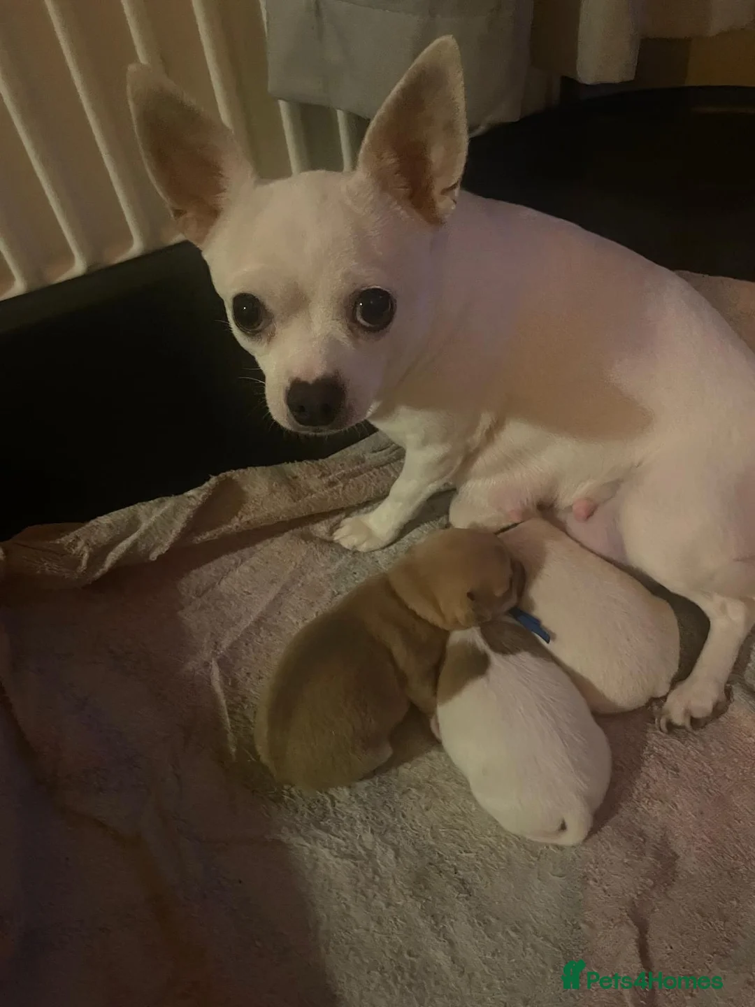 Chihuahua dogs for sale: Beautiful chihuahua puppys - Advert 2