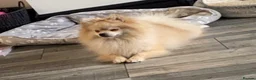 Pomeranian dogs for sale: Pomeranian £0 - Advert 8