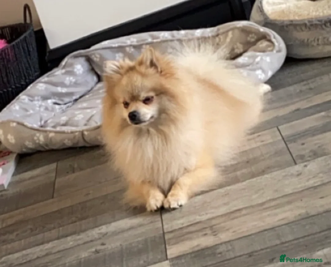 Pomeranian dogs for sale: Pomeranian £0 - Advert 8