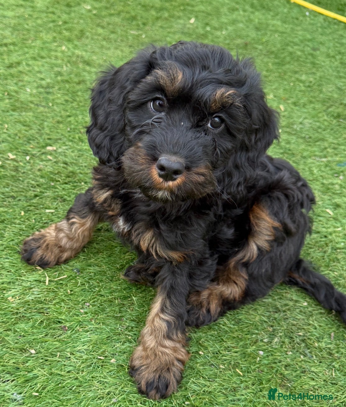 Cockapoo dogs READY NOW Adorable F1 cockapoo puppies  - Advert 2