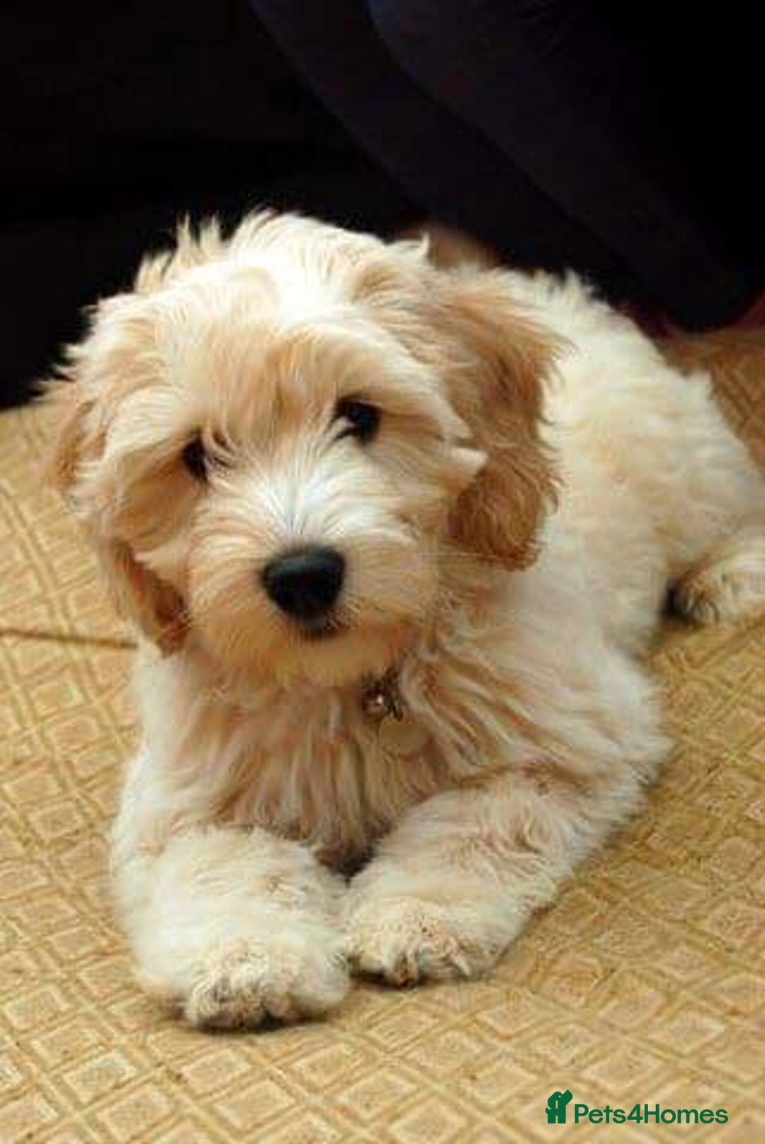 Australian Labradoodle dogs for sale: Australian labradoodles from Annetteslabradoodles  - Advert 24