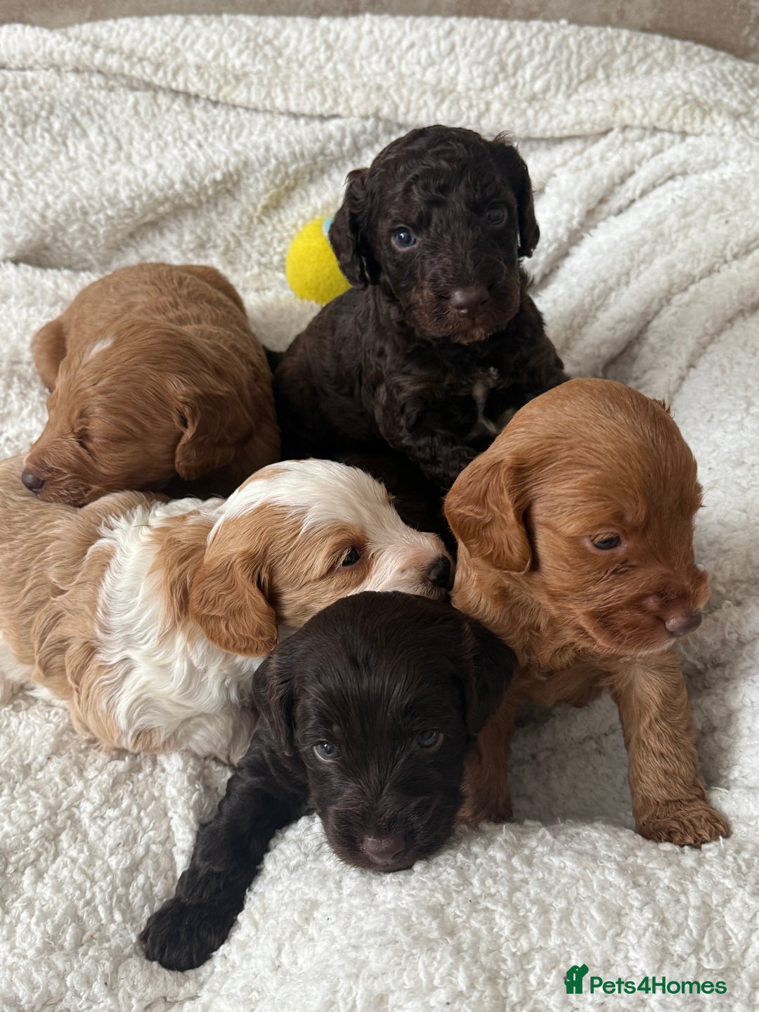 Cockapoo dogs for sale: 🐾Beautiful F2 cockapoos  🐾 - Image 15