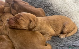 Cockapoo dogs for sale: F1 Purebed Red cockapoo 5 ⭐️ genetics & health - Image 17