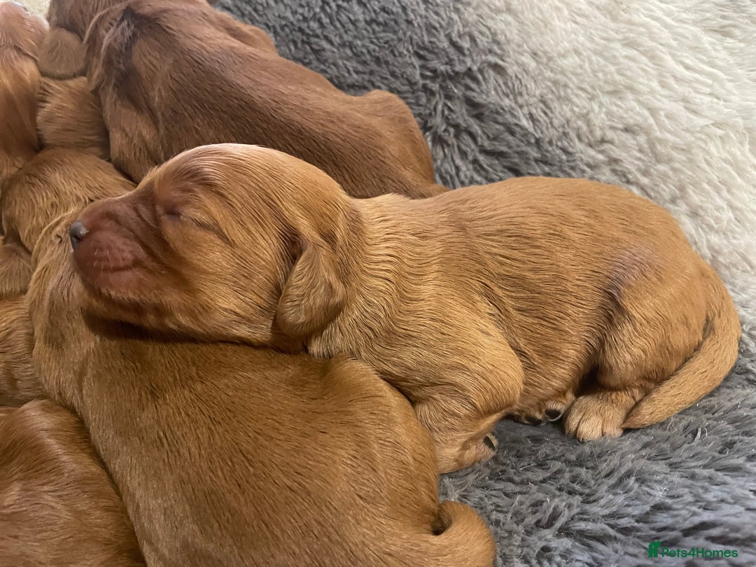 Cockapoo dogs for sale: F1 Purebed Red cockapoo 5 ⭐️ genetics & health - Image 17