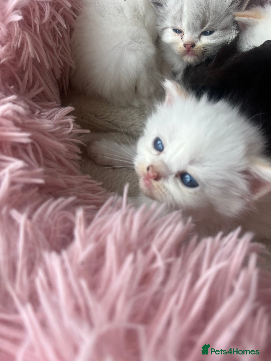 Ragdoll cats for sale: REDUCED £250 last flame point boy - Image 9