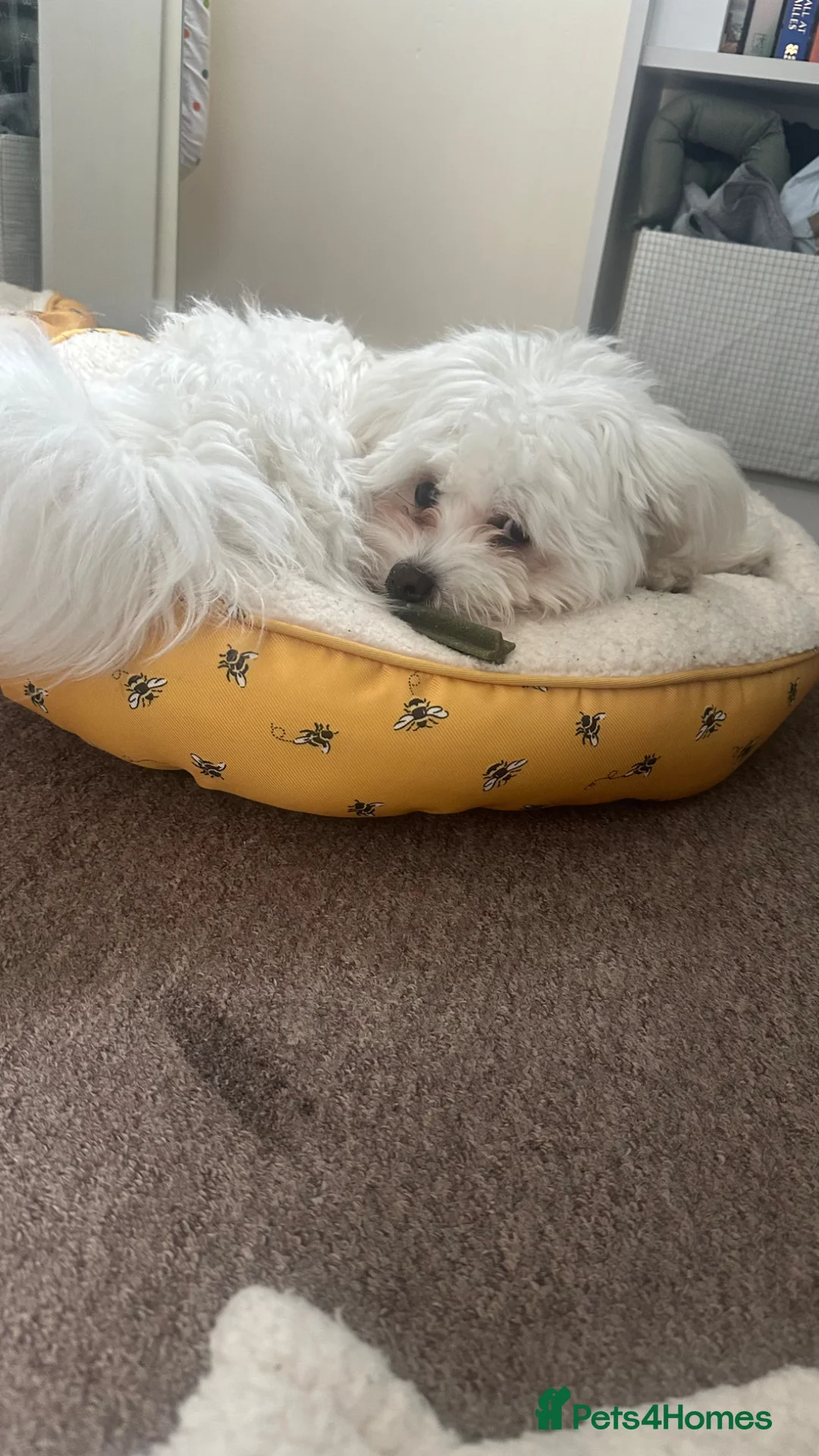 Bichon Frise dogs for sale: Most lovingly and friendliest puppy 6 month in Smethwick - Advert 1