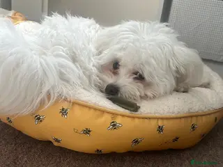 Bichon Frise dogs Most lovingly and friendliest puppy 6 month - Advert 13