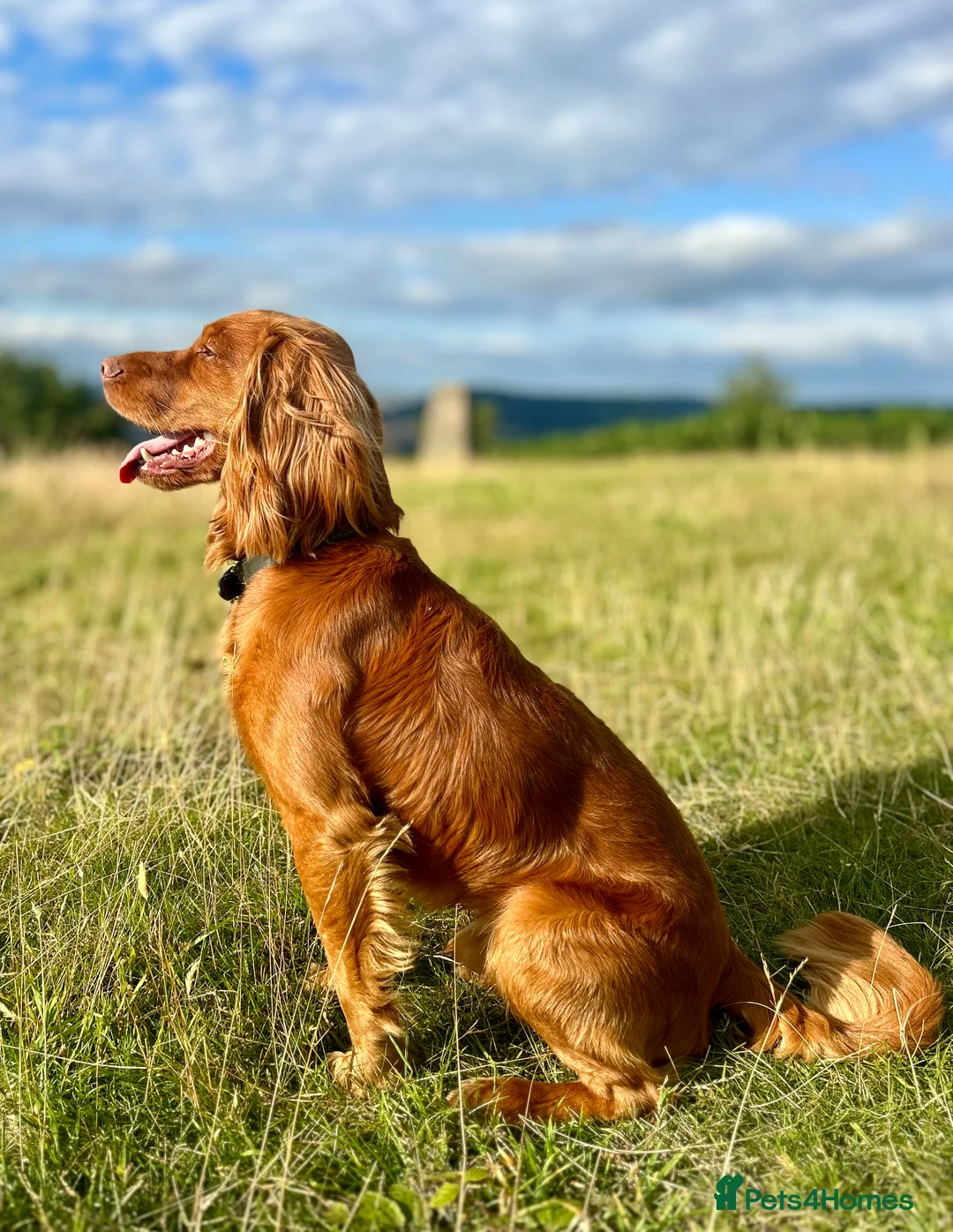 Cocker Spaniel dogs for stud: KC-Registered Working Cocker Spaniel Stud - London in Shipton-under-Wychwood - Advert 2