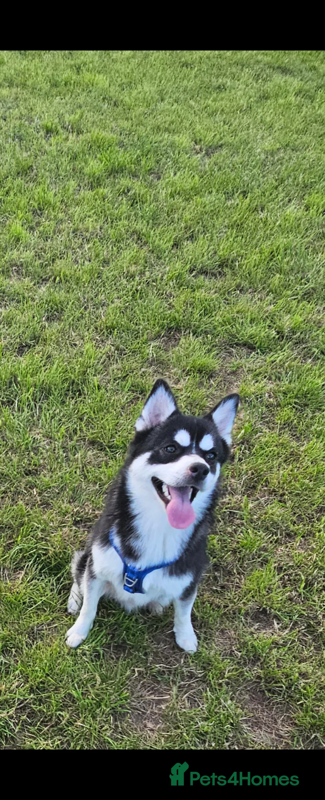 Pomsky dogs for stud: ✨ LOKI – Exceptional Proven F3 Pomsky Stud ✨ in Abergele - Advert 2