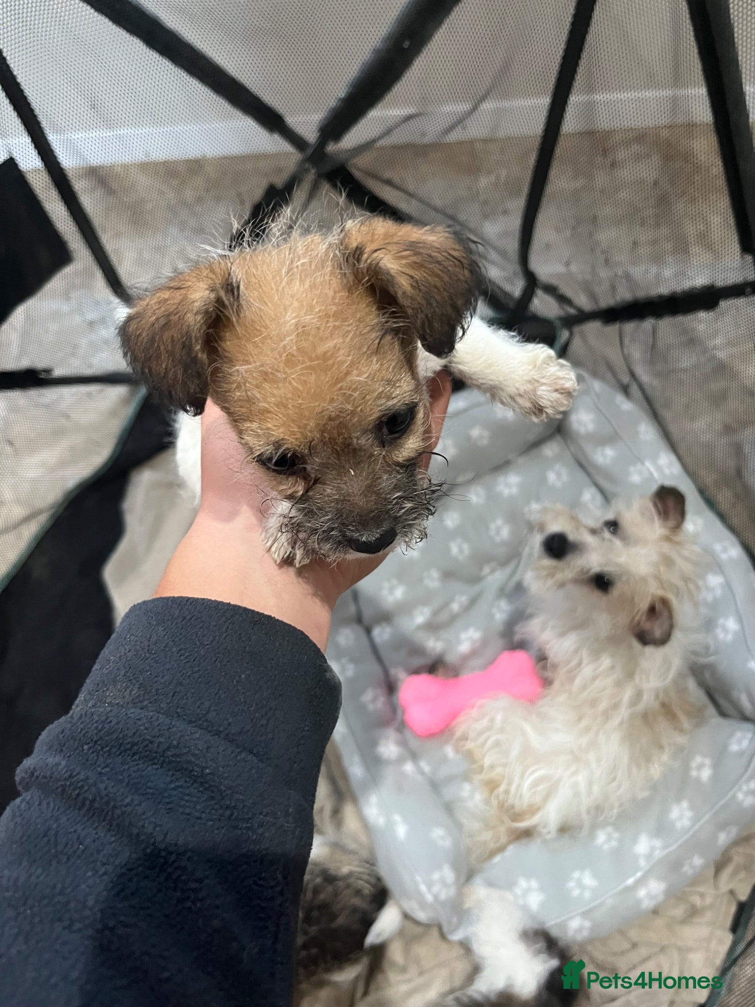 Jack Russell dogs for sale: Gorgeous tiny Jack Russell‘s in High Wycombe - Advert 17
