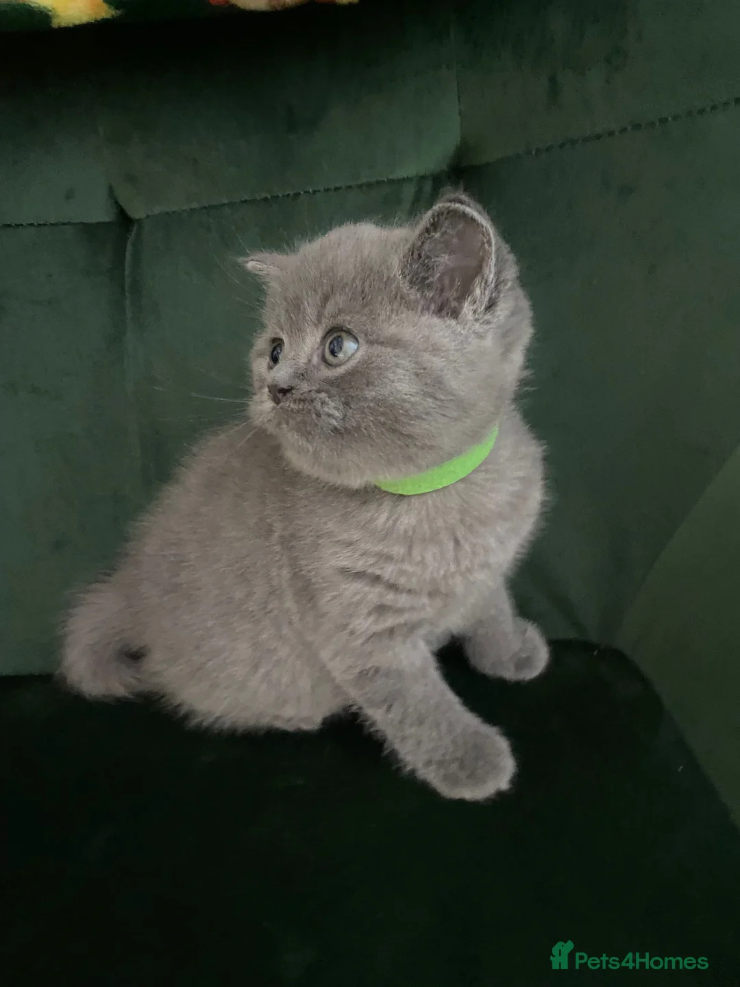 British Shorthair cats for sale: Lovely british shorthair kittens ready for home - Advert 18