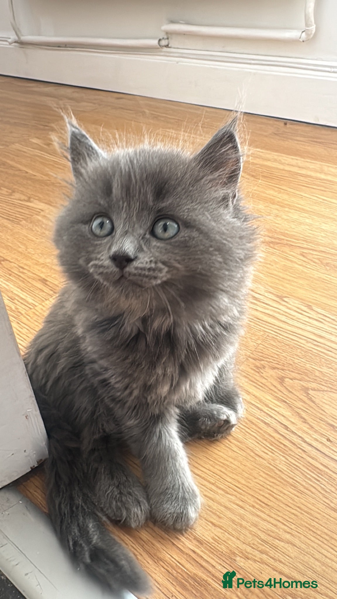 Mixed Breed cats Rag doll x blue Russian kitten  - Advert 1