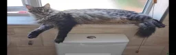 Maine Coon cats for sale: Majestic Maine Coon  - Advert 10