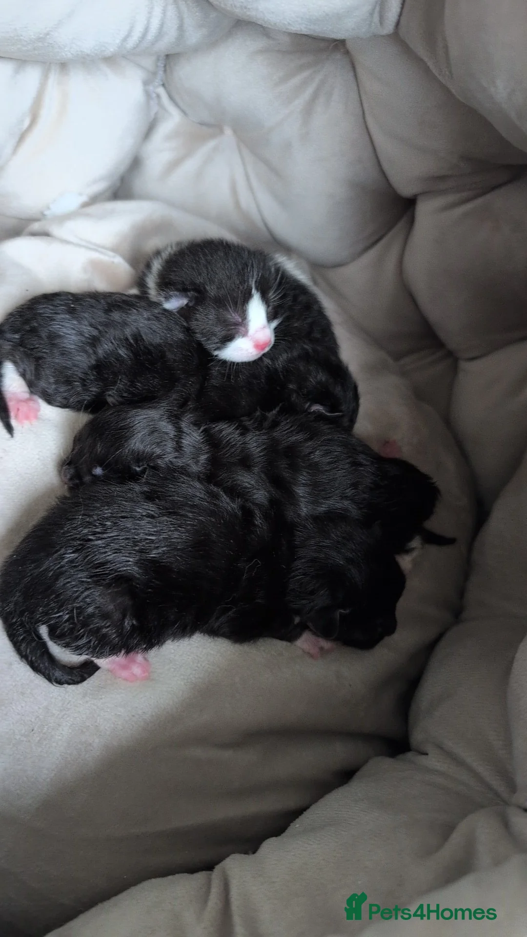 Mixed Breed cats for sale: 3 Male kittens  in Morpeth - Advert 2