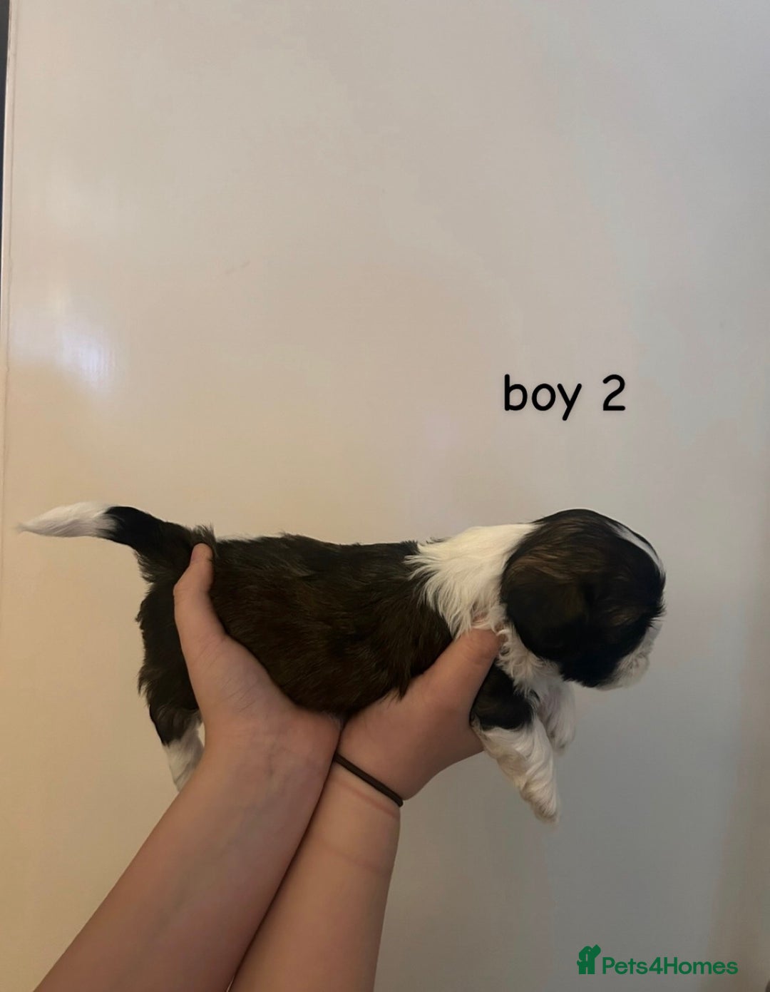 Shih Tzu dogs for sale: 3 adorable shih tzu puppies for sale - Advert 5