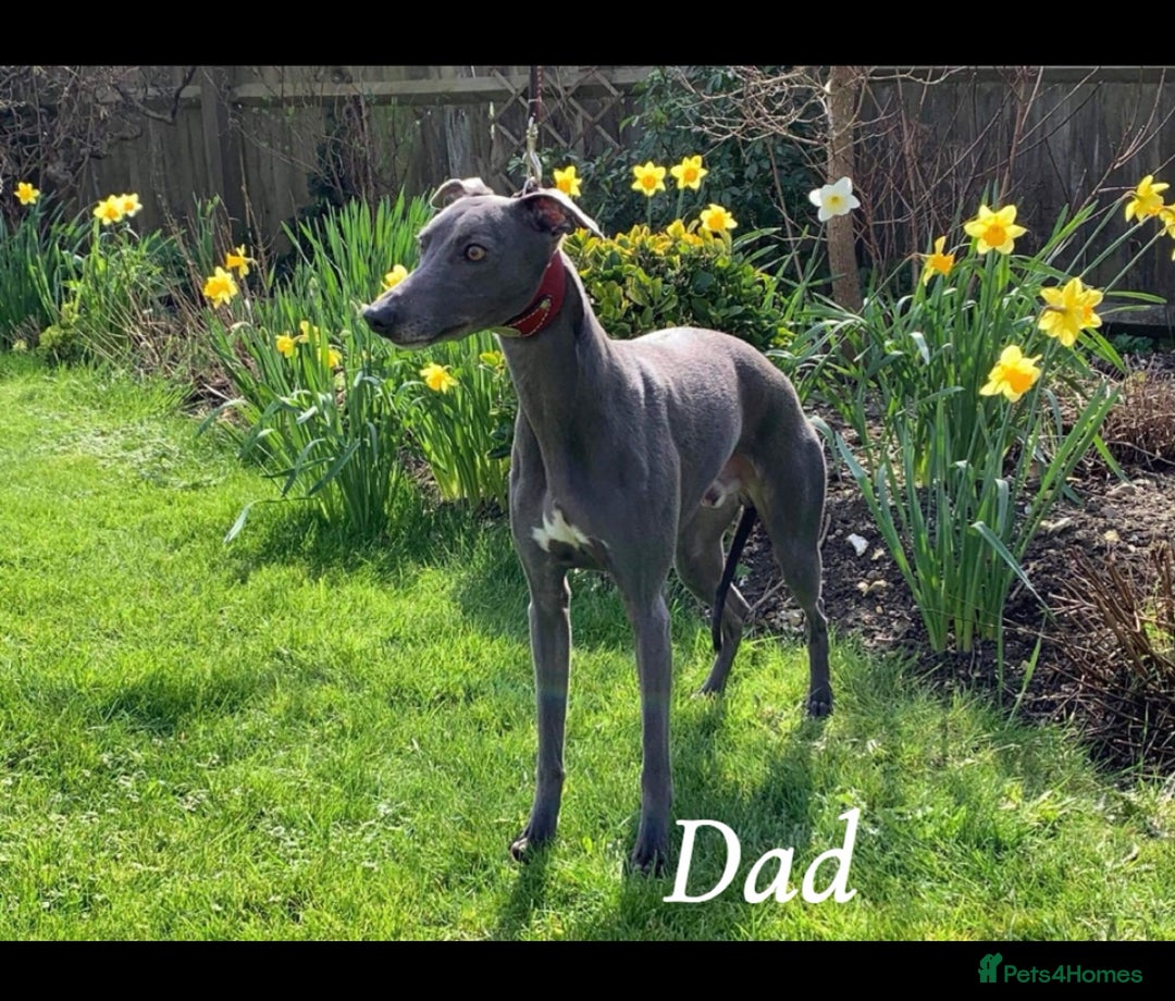 Whippet dogs for sale: Kennel club blue Whippet puppies Champion lines - Advert 9