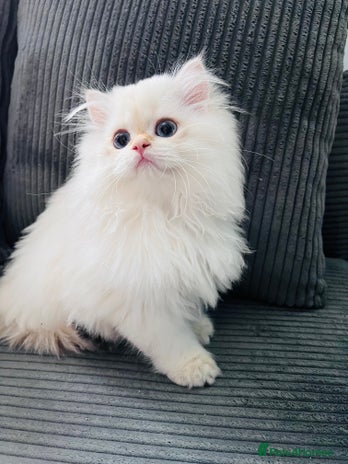 British Longhair cats - Advert 7