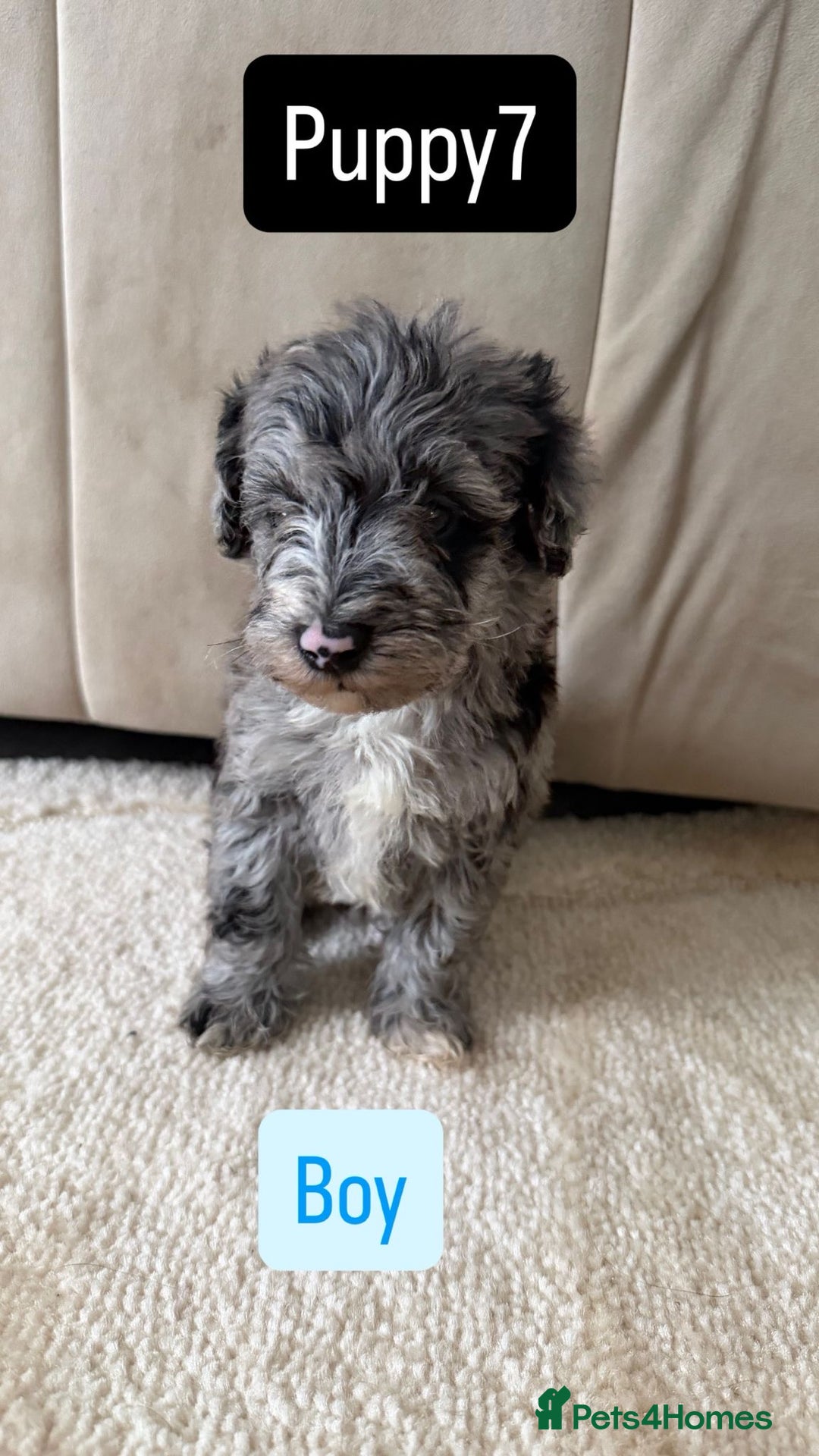 Mixed Breed dogs for sale: Schnoodle puppies for sale  - Advert 5